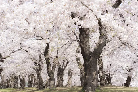 春のトンネル、満開の桜