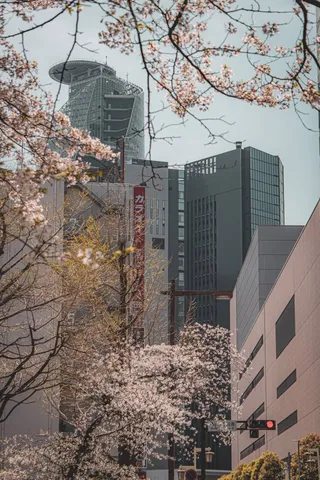 春の花と高層の交差点