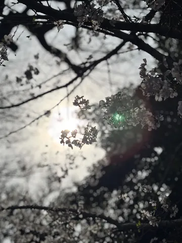 木漏れ日と桜、静かな春の気配