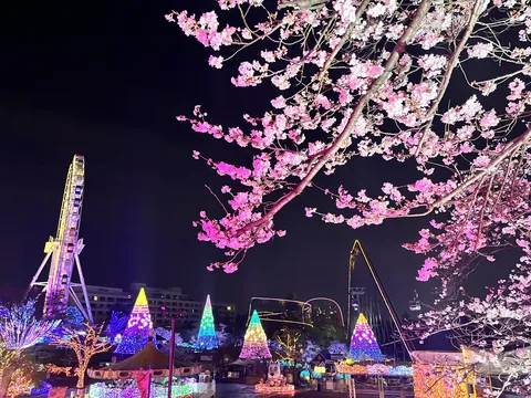 夜桜彩る遊園地の夢
