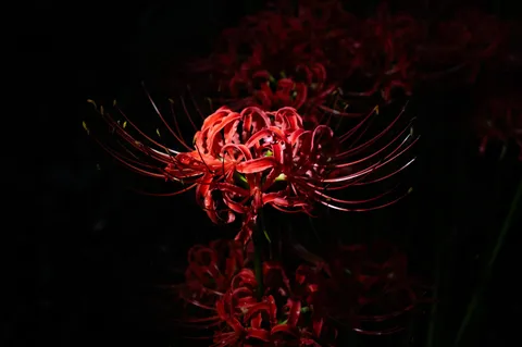 地獄花