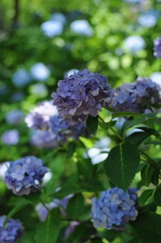 紫陽花の奥ゆかしき群生