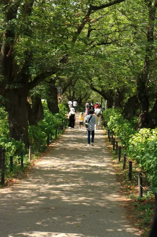 木漏れ日が誘う緑の小道