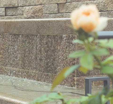 水辺の柔らかなバラ