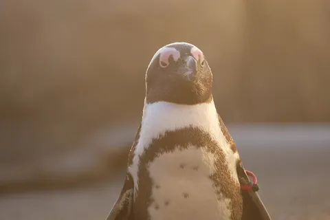 柔らかな光とペンギン