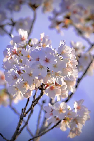 春の光をまとう桜