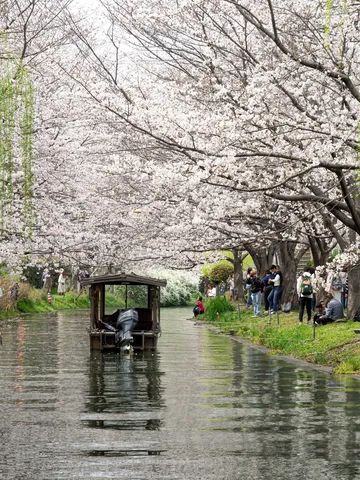 花影に揺れる水路の春