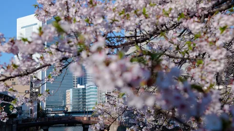 桜舞う水辺、都市の息吹