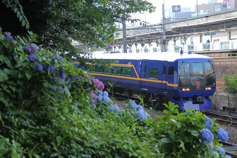 紫陽花と青い列車、夏の一コマ