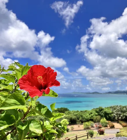 南国の海を彩る真紅のハイビスカス