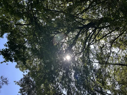 木漏れ日きらめく緑の天井