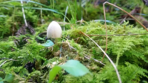 白いきのこと苔の小宇宙