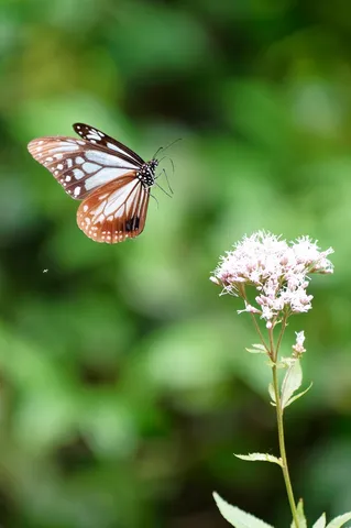 ひらり、花の誘いへ