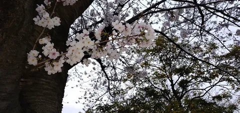 古木と桜の共演