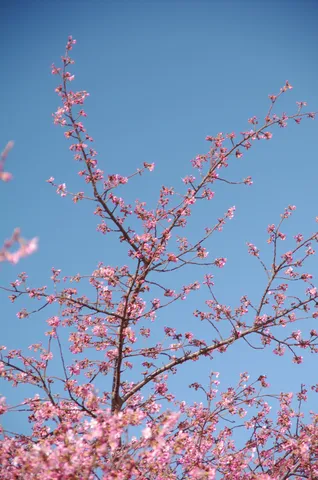 春の訪れ、淡いピンクの桜