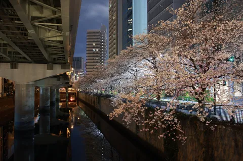 夜の高架と川辺を染める桜