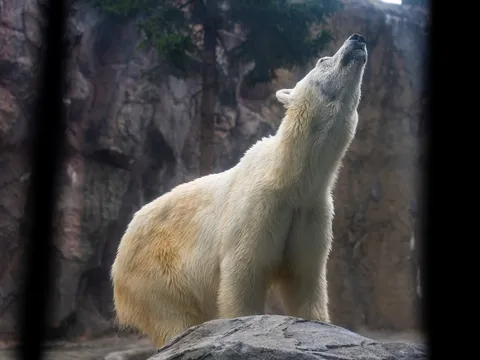 空を見上げるホッキョクグマ