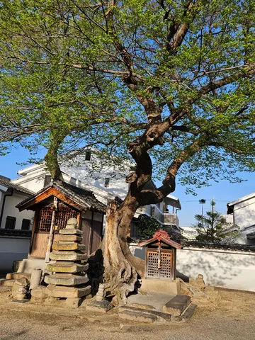 風格ある樹と祈りの祠