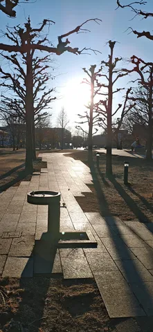 冬木立と逆光の遊歩道