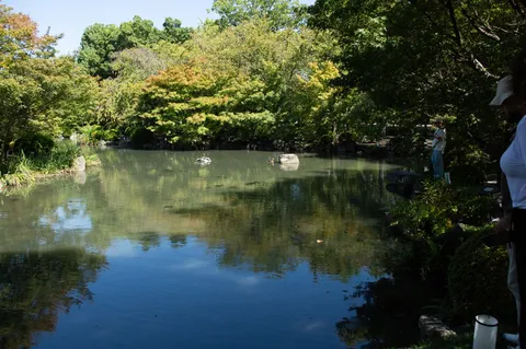 静かな水辺の木陰風景