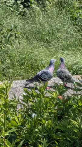 見つめ合う二羽の鳩