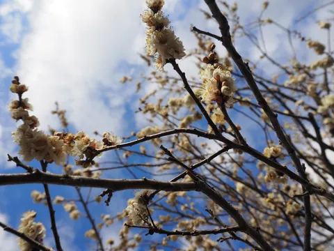 白く揺れる春の枝影