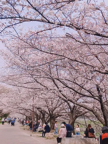 桜並木の午後の風景