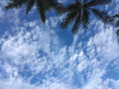 ヤシの葉と入道雲のコントラスト