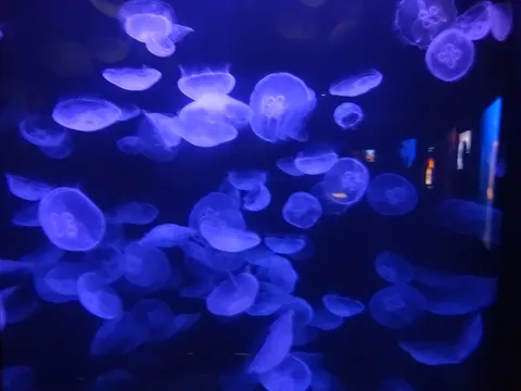 幻想的なクラゲの水中散歩
