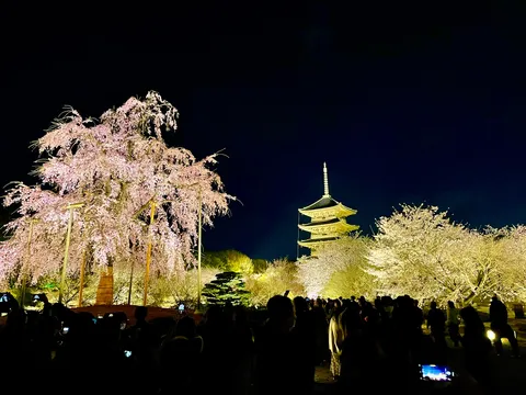 夜空に咲く、幻想の桜と五重塔