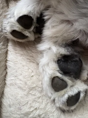 肉球！