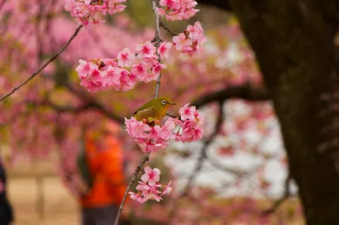 春を告げる小鳥と桜