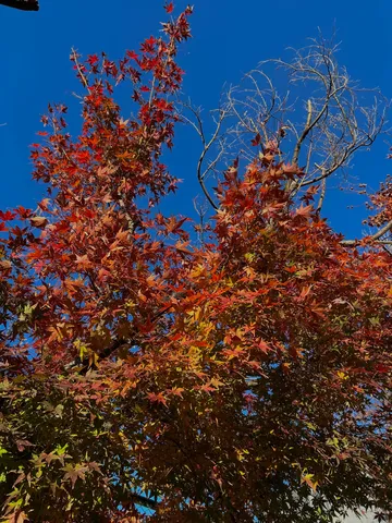 燃えるような紅葉と青空