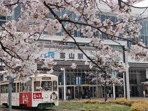 桜咲く駅前の路面電車