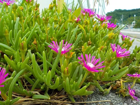 風景の中のピンク花
