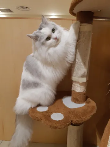 見つめるふわふわ猫の瞳