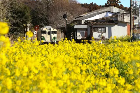 菜の花とローカル線、春の息吹