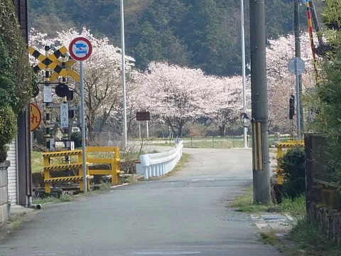 春の訪れ、踏切の桜