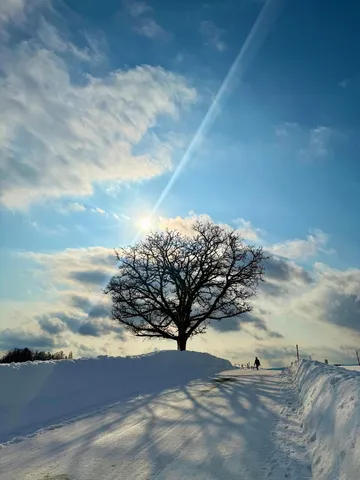 雪の道と孤高の樹