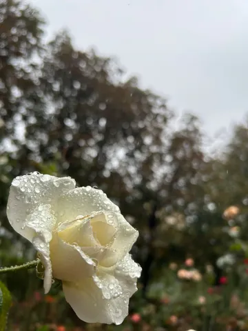 雨粒を纏う、静かな白バラ