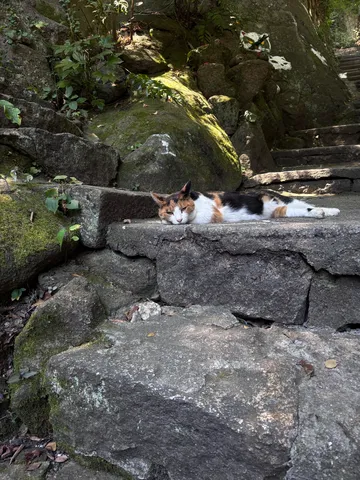 石段でひとやすみ、三毛猫さん