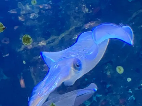 青い光に包まれたイカの神秘