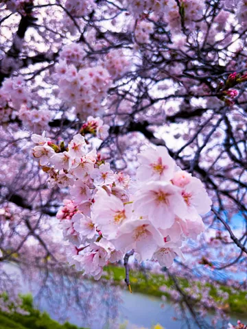 春の息吹、桜色の世界