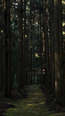 苔と木立の静かな道