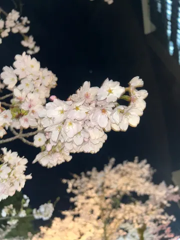 夜風に揺れる桜の群れ