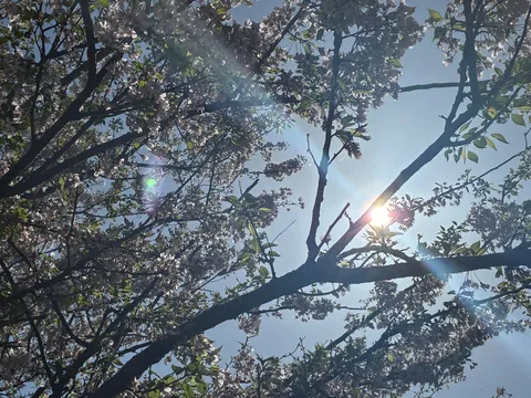 太陽に照らされ咲く、春の木漏れ日
