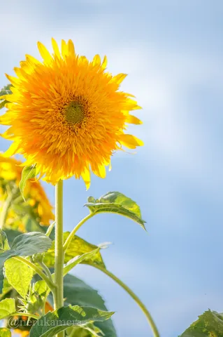 太陽を浴びて！もこもこひまわり