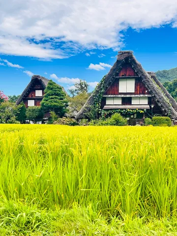 稲穂の向こうの茅葺き屋根