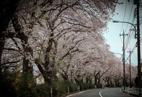 桜のトンネルと曲がり道
