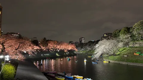 夜桜と水面に映る光の競演